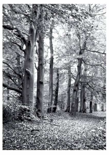Deans Lane Beech Wood