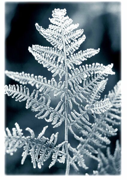 #Fine #Art #Printing #Illustration #Photography #Limited_Edition #Archival_Quality #Giclée_Prints