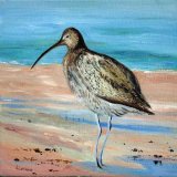 Curlew
