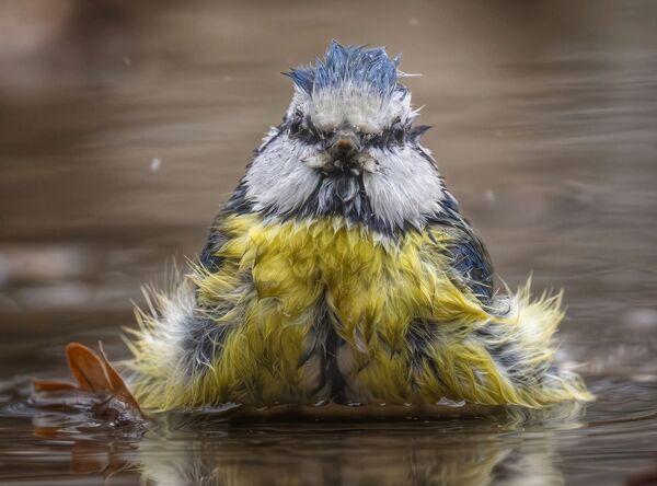 RSPB Codsall Woods - Bathing Blue Tit