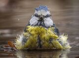 RSPB Codsall Woods - Bathing Blue Tit