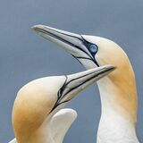 RSPB Bempton Cliffs - Gannets