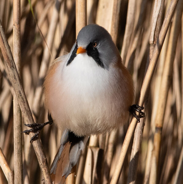 RSPB Leighton Moss - Bearded Tit