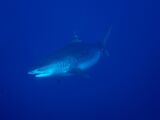 Red Sea - Tiger Shark