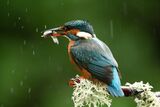 Shropshire Hides - Kingfisher in the Rain