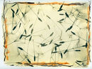 Dandelion Seeds