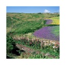 Colour 