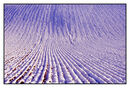 Ploughed field in winter
