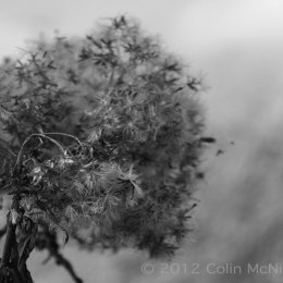 Ranunculaceae seed head