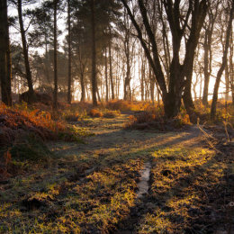 Early morning sun starts to clear the frost in Allerthorpe Wood