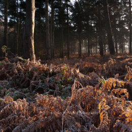 Sun breaks through the trees