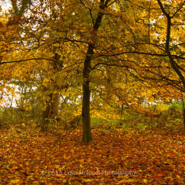 A beech shows off its Autumn colours.