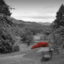 Rhododendrons, Dawyck Botanic Gardens
