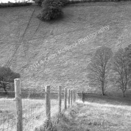 Disappearing Fence, Thixen Dale (b&w)