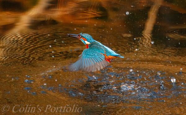 A kingfisher returning to his perch after fishing