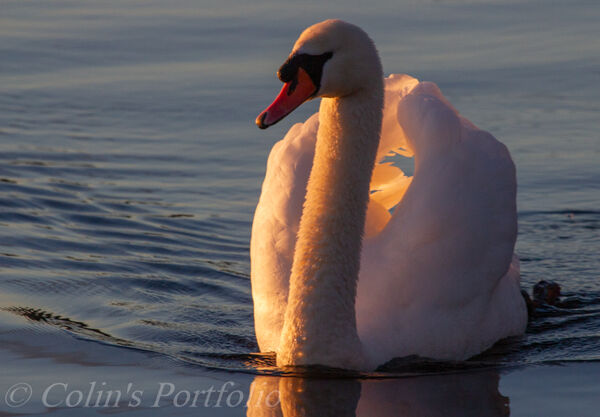 A swan enjoying the setting sun's rays