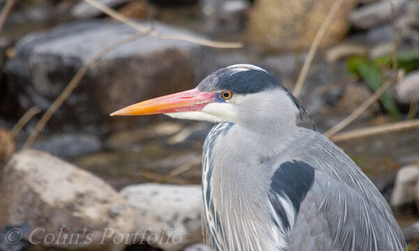 Heron on the river