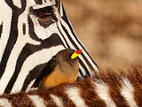 A yellow-billed oxpecker
