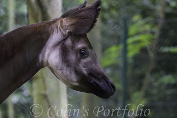 An Eastern Bongo