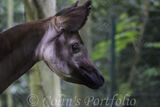 An Eastern Bongo