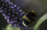 A busy bumble bee