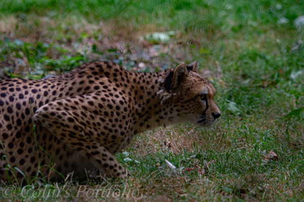 Cheeta stalking