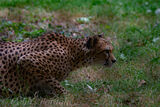 Cheeta stalking