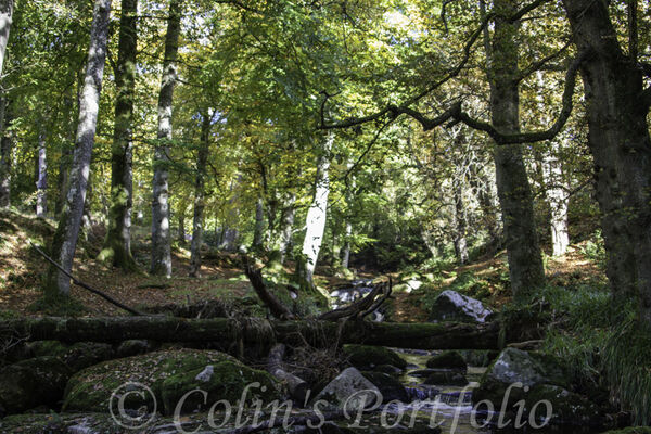A fallen tree on the Shankill River