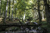 A fallen tree on the Shankill River