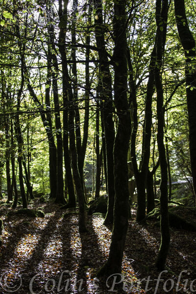 Tree shadows near the Cloghleagh Bridge.