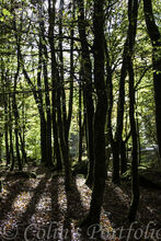 Tree shadows near the Cloghleagh Bridge.