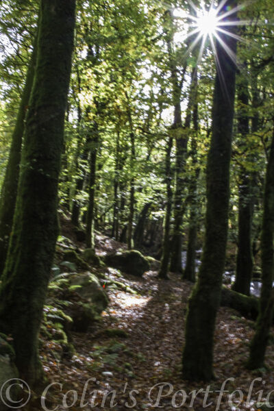 Autumn sun breaking through the trees