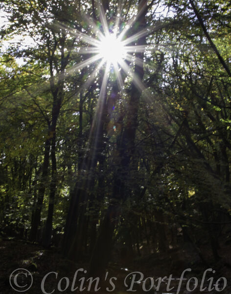Sunburst amongst the trees