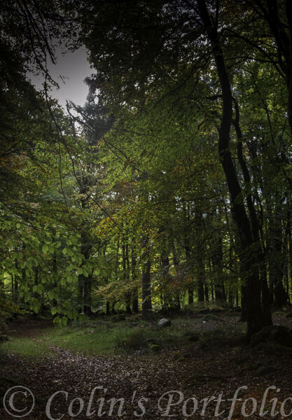 Calm amongst the trees