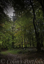 Calm amongst the trees