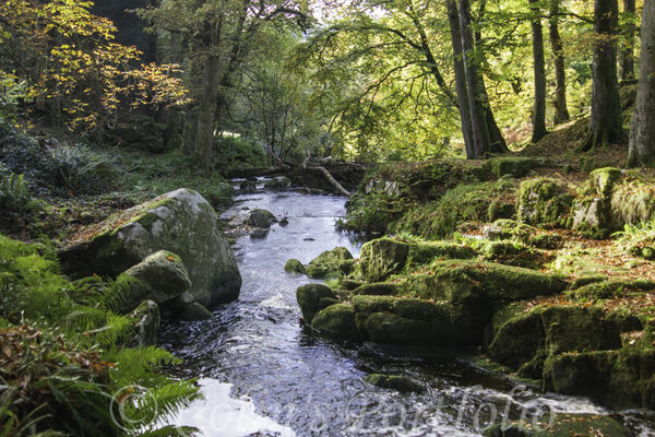 River Shankill flowing down to join the River Liffey