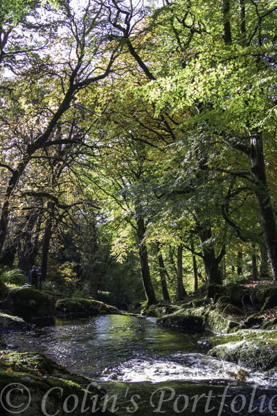 Shankill River flowing among the autumn colours