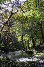 Shankill River flowing among the autumn colours