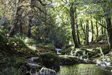 Shankill River below the Cloghleagh Bridge