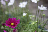 Cosmos flowers