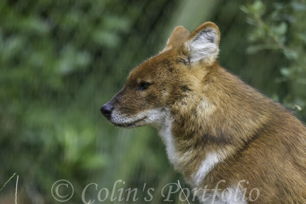 A Dhole, aka the Asiatic wild dog