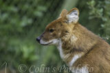 A Dhole, aka the Asiatic wild dog