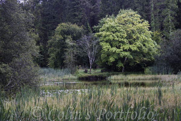 A portion of the Donadea Forest Park