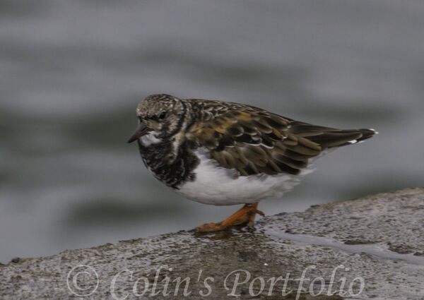 A ringed plover