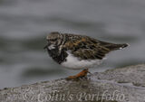 A ringed plover
