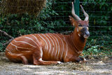 An Eastern Bongo