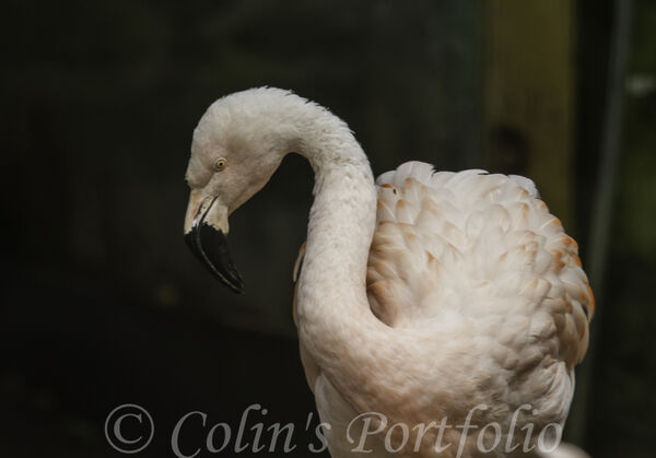 Chilean Flamingo