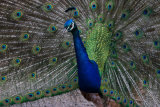 An Indian peacock in full display