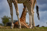 Natural protection for the young giraffe.