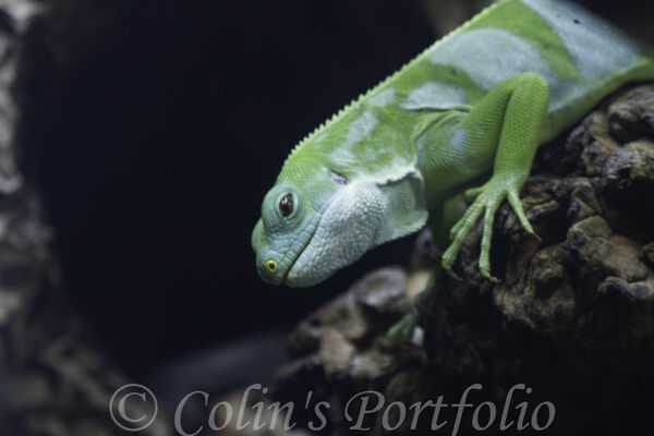 Green Crested Lizard